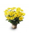 Daisy Chrysanthemum Daisy Chrysanthemum
